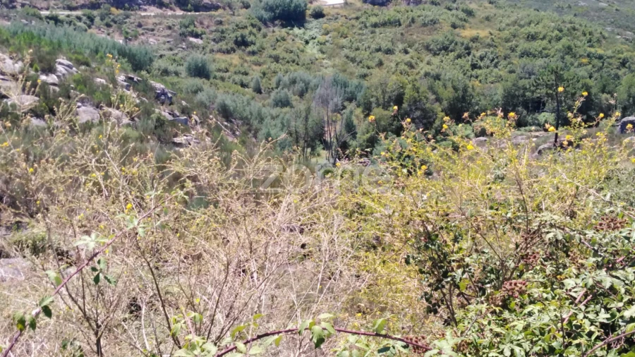 Terreno para Venda em Lagares