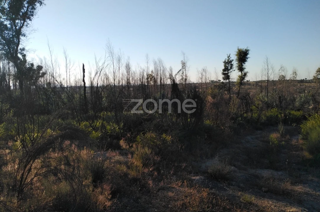 Terreno para Venda em Sameice e Santa Eulália Foto 2
