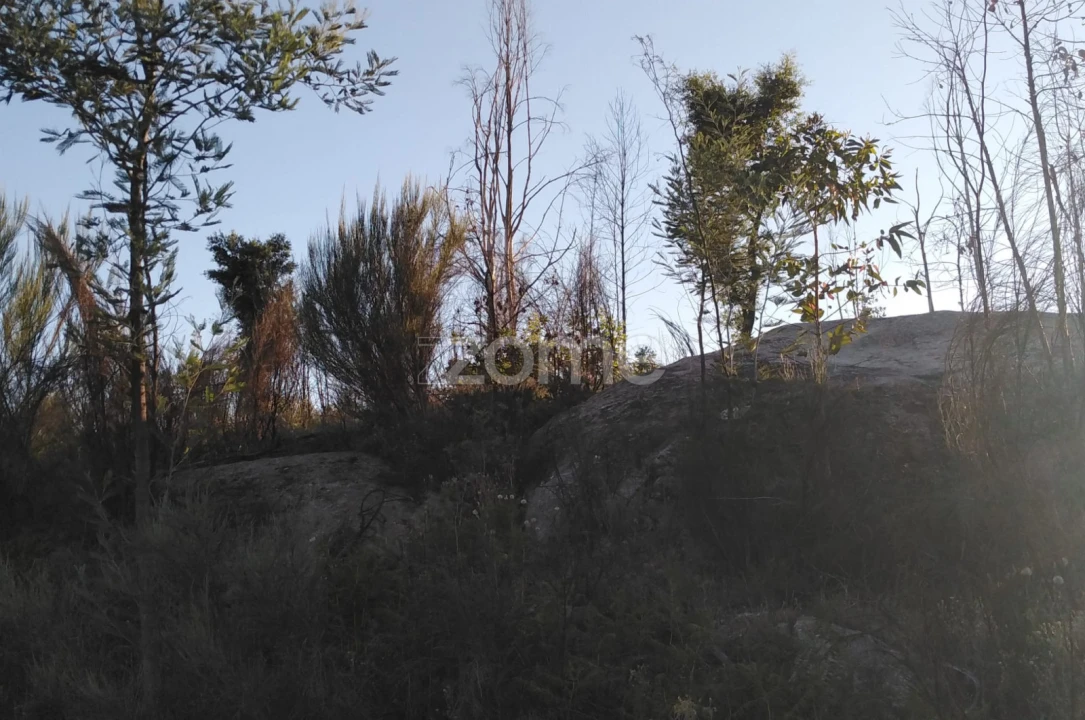 Terreno para Venda em Sameice e Santa Eulália Foto 8