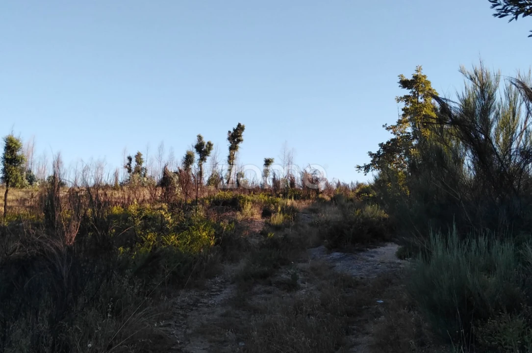 Terreno para Venda em Sameice e Santa Eulália Foto 9