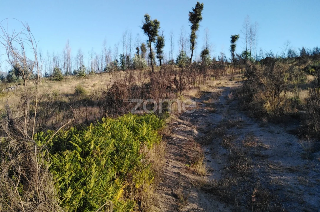 Terreno para Venda em Sameice e Santa Eulália Foto 11