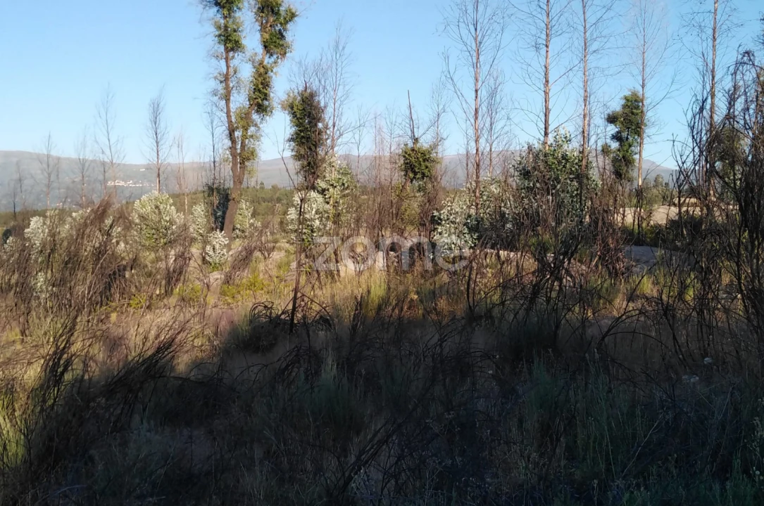 Terreno para Venda em Sameice e Santa Eulália Foto 16
