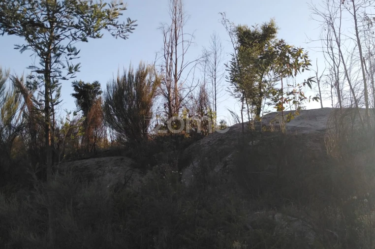 Terreno para Venda em Sameice e Santa Eulália Foto 8