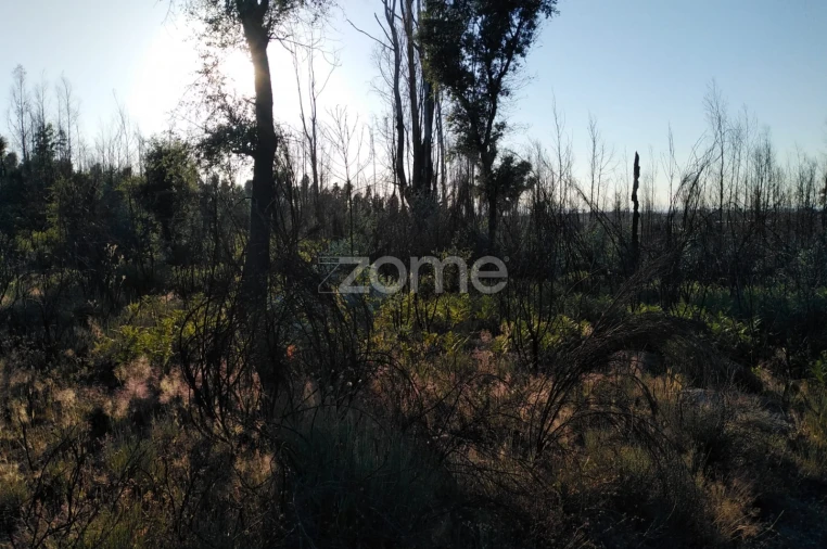 Terreno para Venda em Sameice e Santa Eulália Foto 14