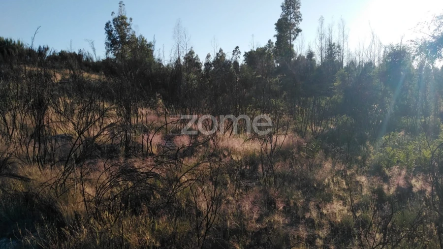 Terreno para Venda em Sameice e Santa Eulália
