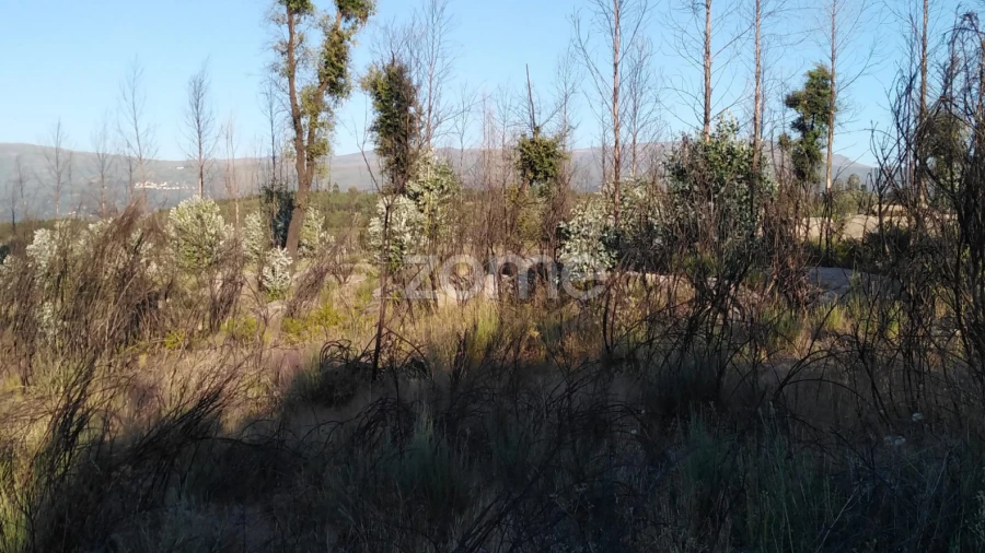 Terreno para Venda em Sameice e Santa Eulália