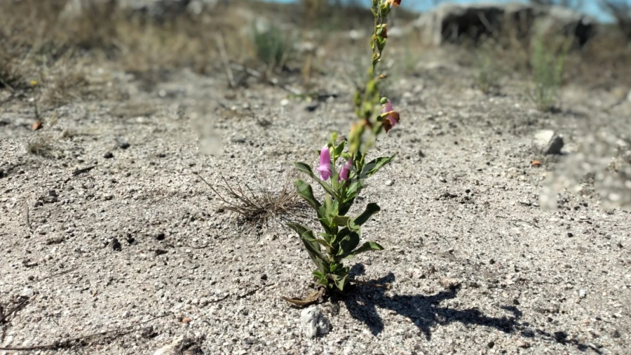 Terreno para Venda em Travancinha