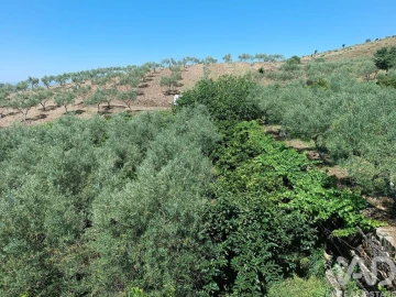 Terreno para Venda em Poiares
