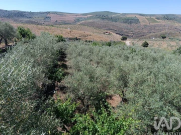 Terreno para Venda em Poiares