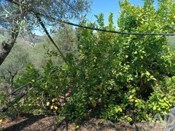 Terreno para Venda em Poiares