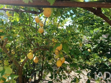 Terreno para Venda em Poiares
