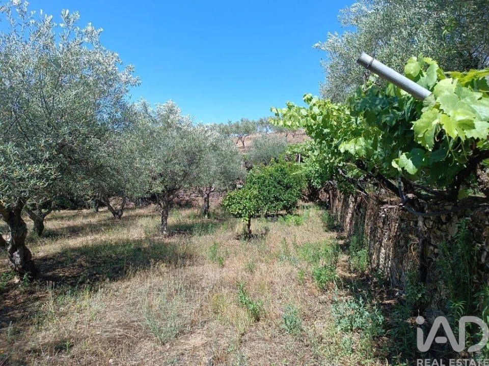 Terreno para Venda em Poiares Foto 16