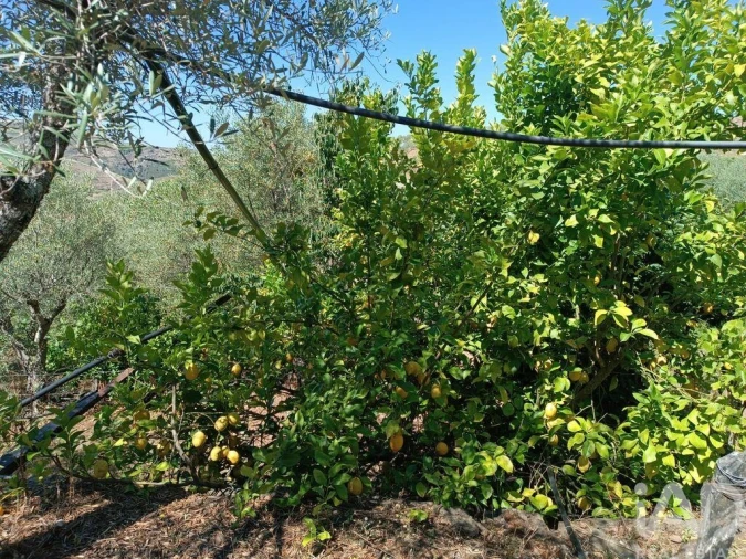 Terreno para Venda em Poiares Foto 10