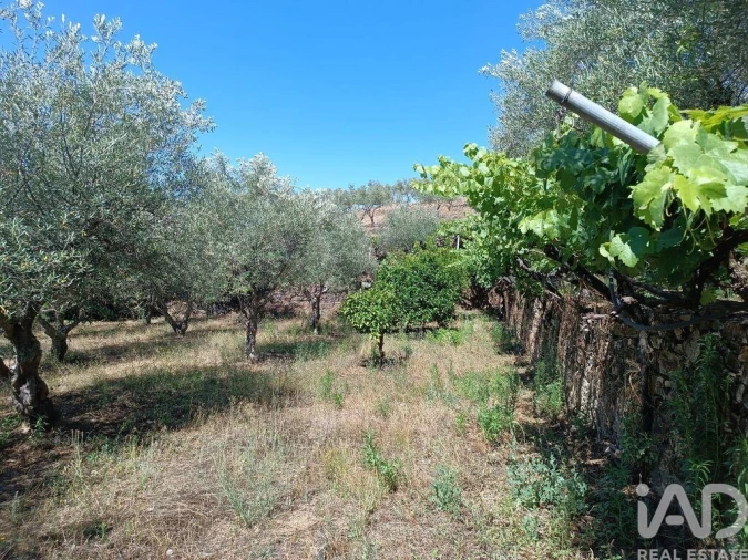 Terreno para Venda em Poiares Foto 16