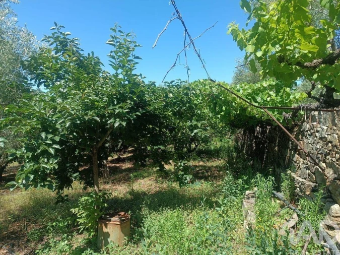 Terreno para Venda em Poiares Foto 18