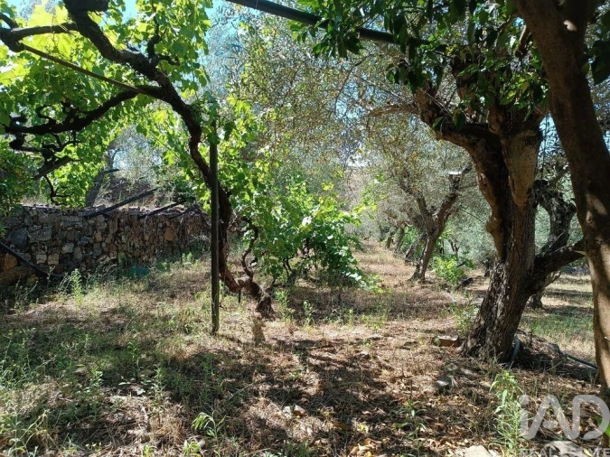 Terreno para Venda em Poiares Foto 5