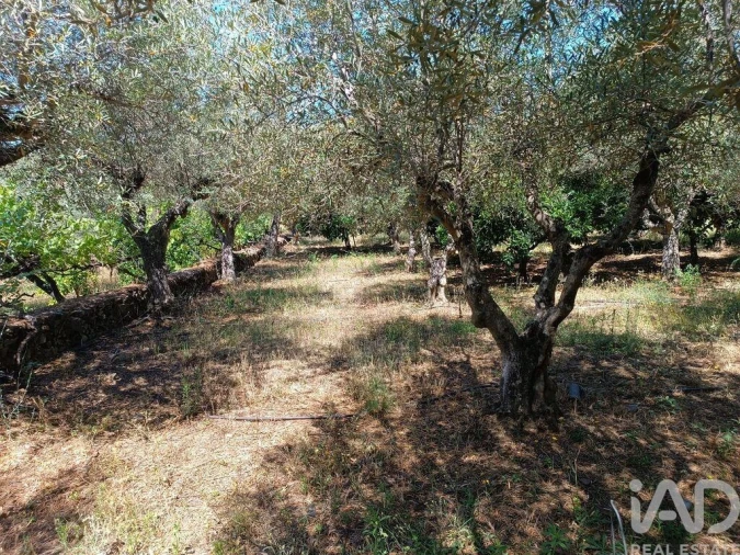Terreno para Venda em Poiares Foto 7