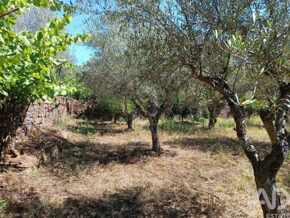 Terreno para Venda em Poiares Foto 17