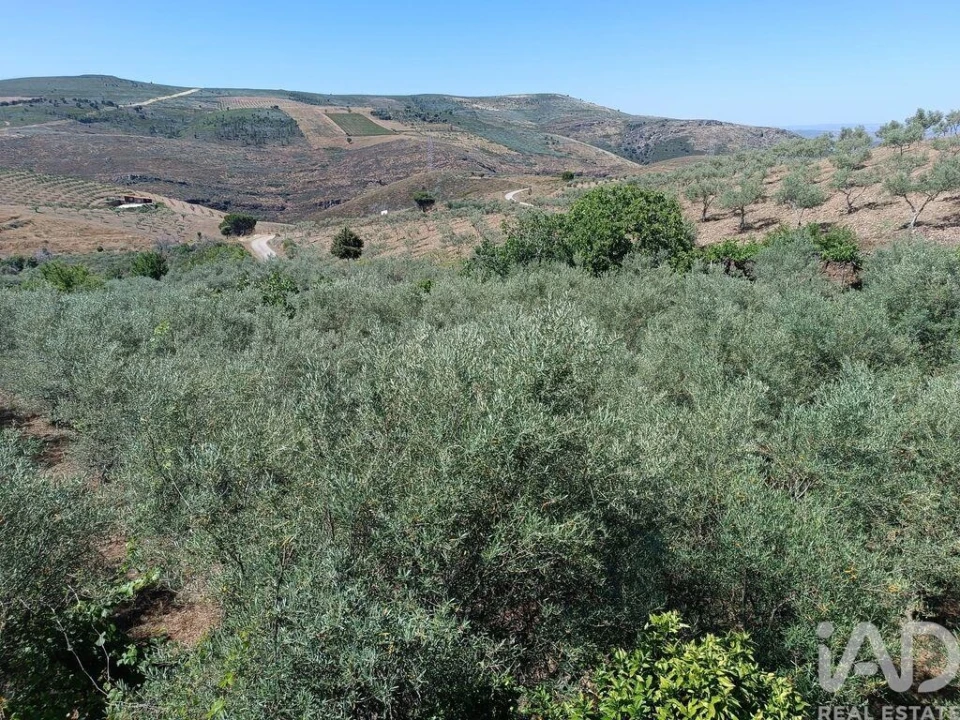 Terreno para Venda em Poiares Foto 25