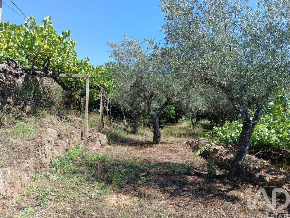 Terreno para Venda em Poiares Foto 3