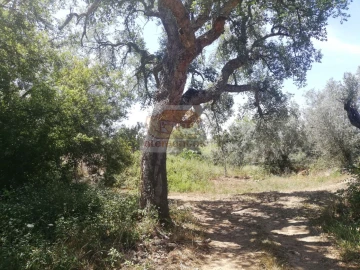Terreno para Venda em São Francisco da Serra