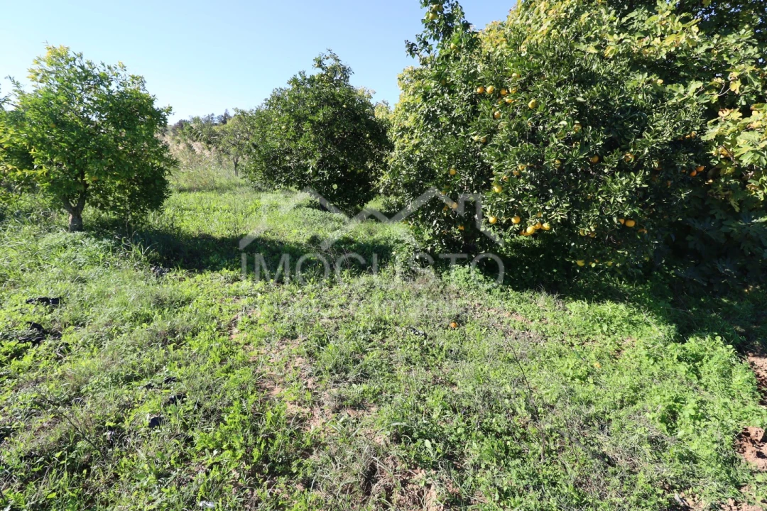 Terreno Agricola ou Rústico para Venda em Azinhal Foto 3