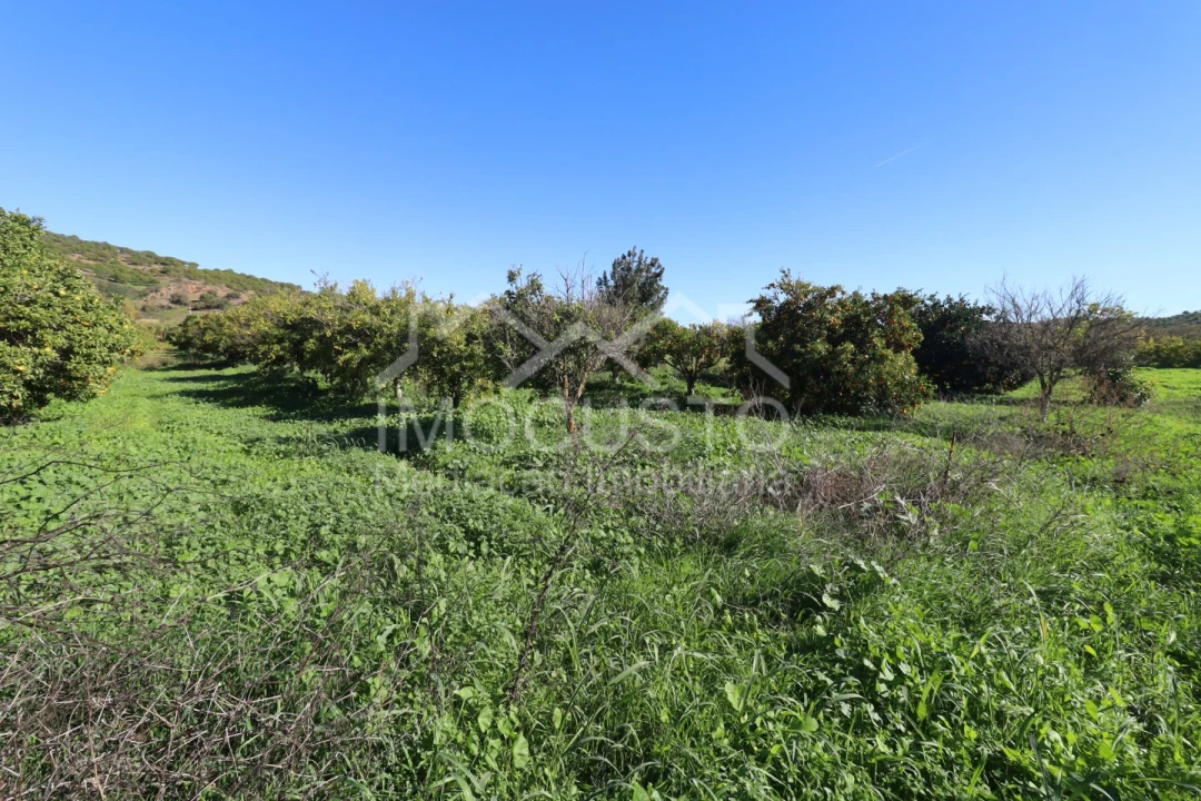 Terreno Agricola ou Rústico para Venda em Azinhal Foto 6