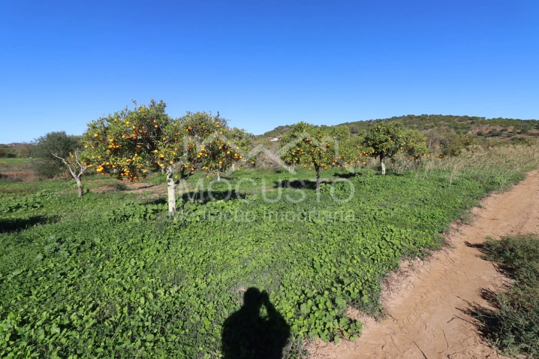 Terreno Agricola ou Rústico para Venda em Azinhal Foto 1