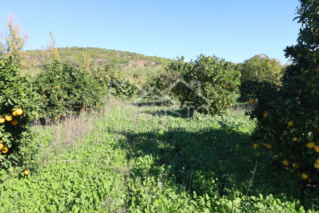 Terreno Agricola ou Rústico para Venda em Azinhal Foto 13