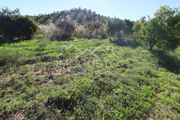 Terreno Agricola ou Rústico para Venda em Azinhal Foto 4