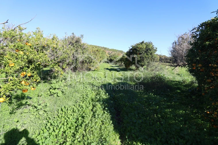 Terreno Agricola ou Rústico para Venda em Azinhal Foto 5