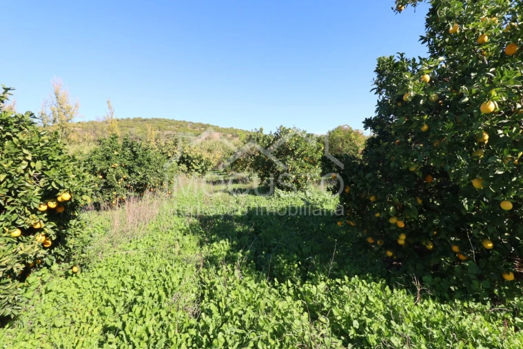 Terreno Agricola ou Rústico para Venda em Azinhal Foto 12