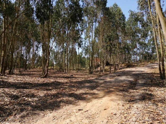 Terreno para Venda em Ponte do Rol Foto 3