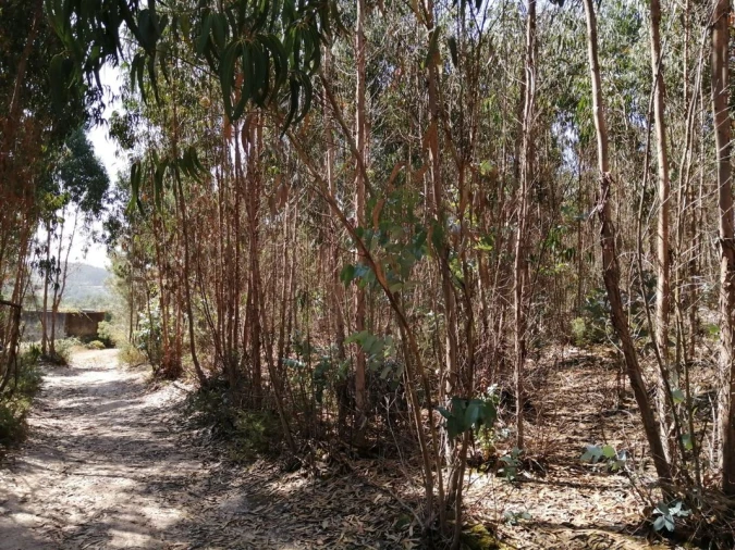 Terreno para Venda em Ponte do Rol Foto 6