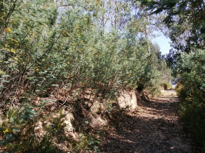 Terreno para Venda em Ponte do Rol Foto 8