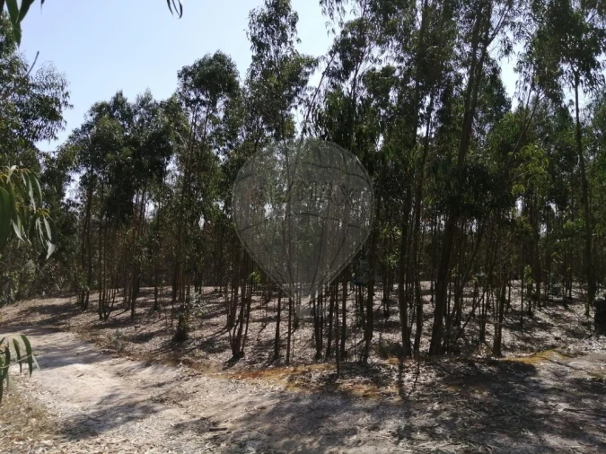 Terreno para Venda em Ponte do Rol Foto 2