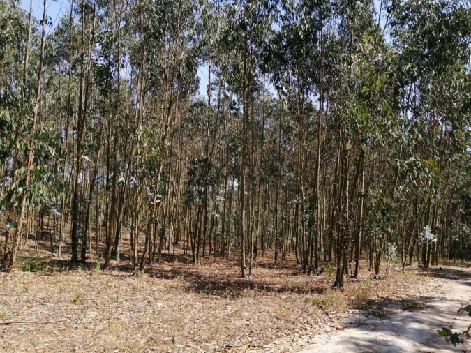 Terreno para Venda em Ponte do Rol Foto 9