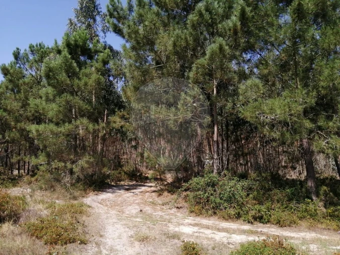 Terreno para Venda em Ponte do Rol Foto 5