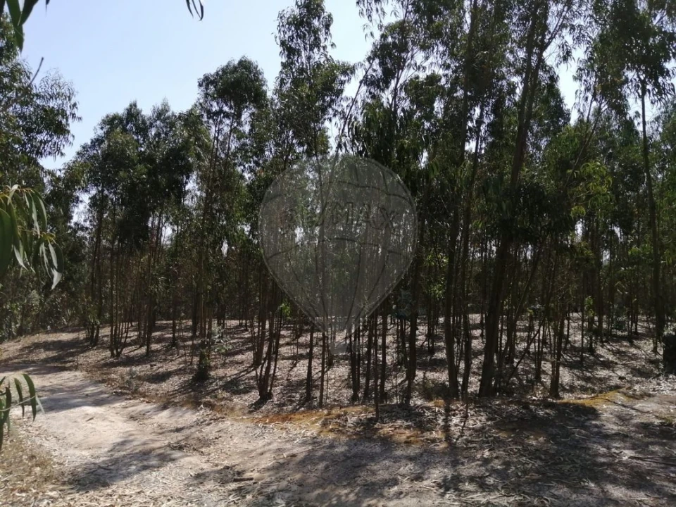 Terreno para Venda em Ponte do Rol Foto 2