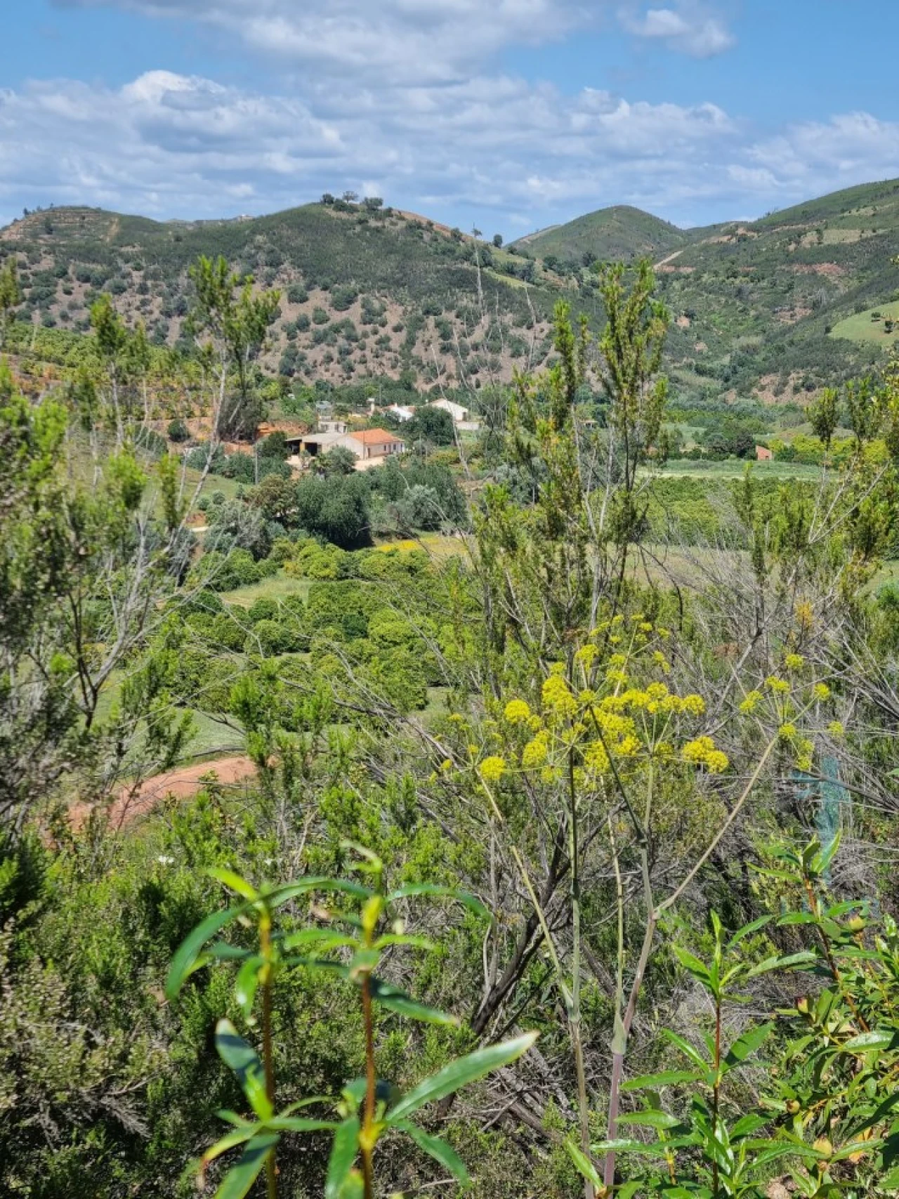 Terreno Agricola ou Rústico para Venda em Alferce Foto 7