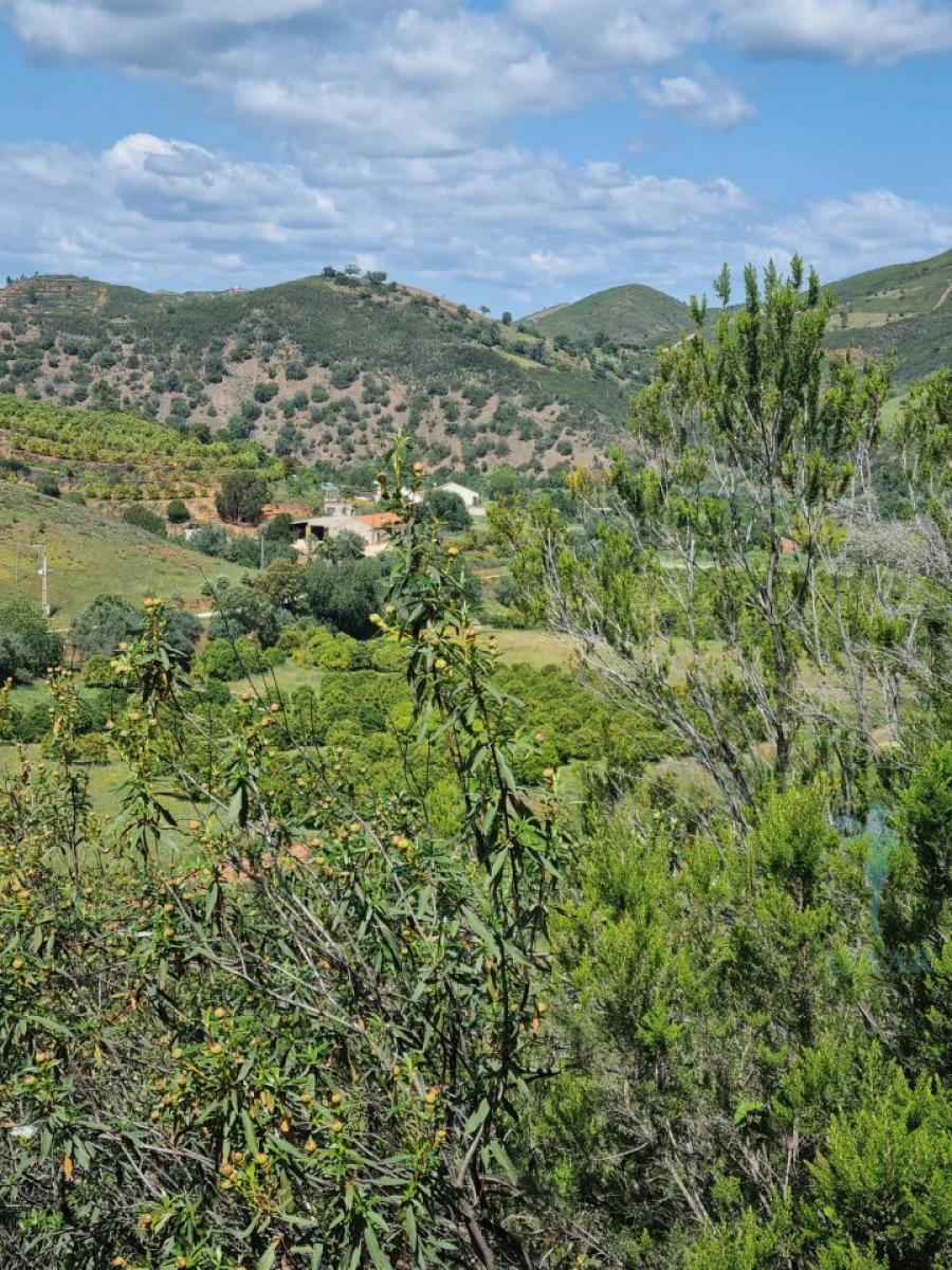 Terreno Agricola ou Rústico para Venda em Alferce Foto 8