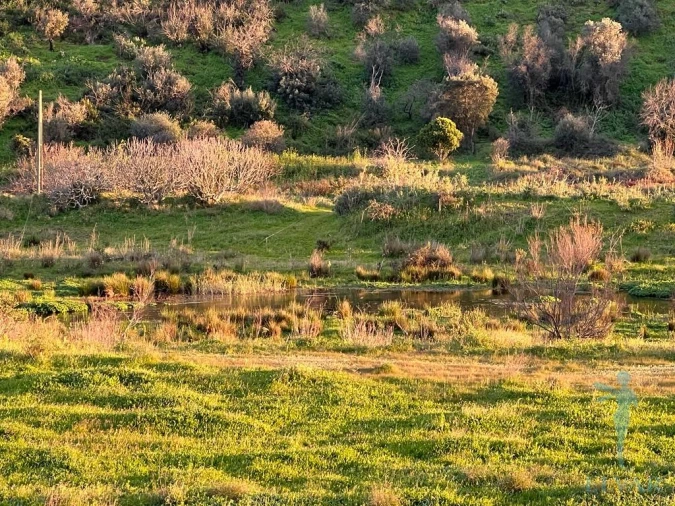 Terreno Agricola ou Rústico para Venda em Alferce Foto 4
