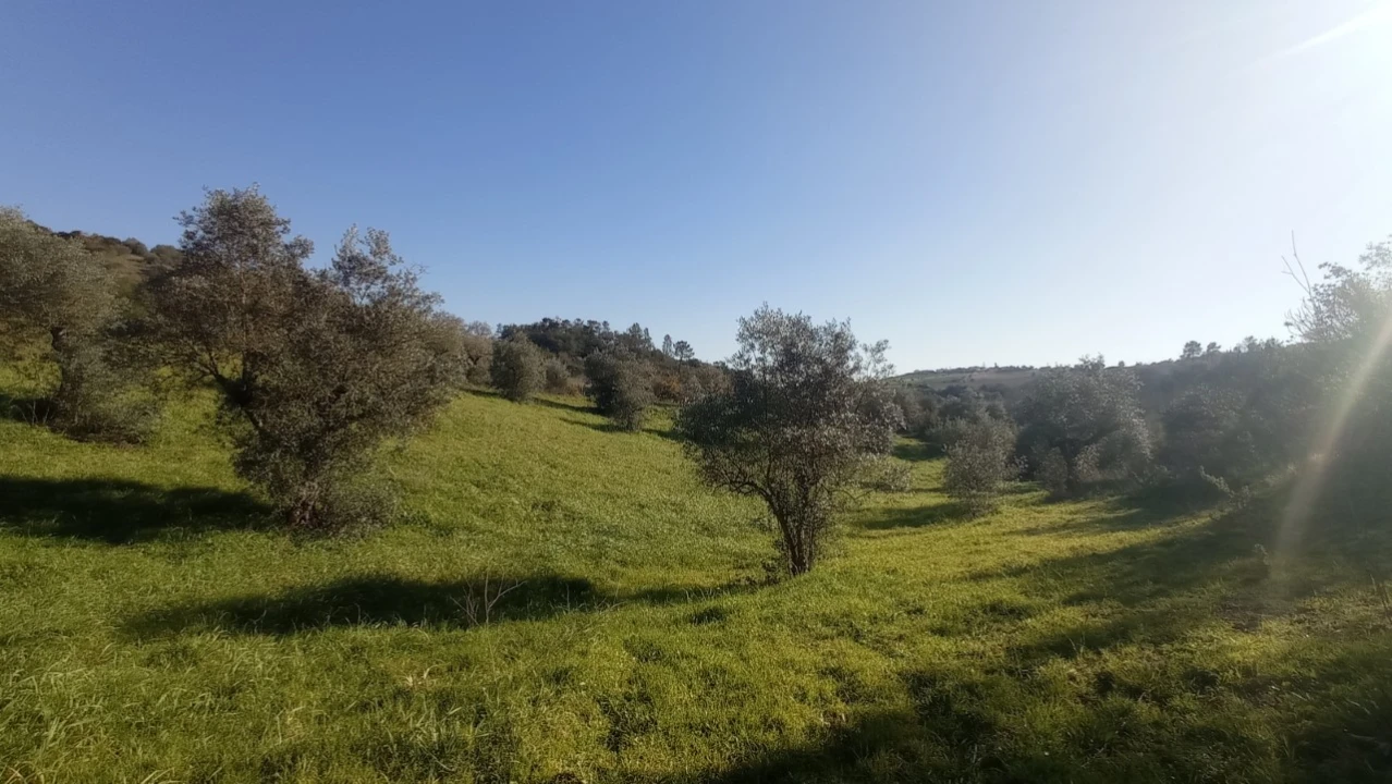 Terreno Agricola ou Rústico para Venda em Achete, Azoia de Baixo e Póvoa de Santarém Foto 2