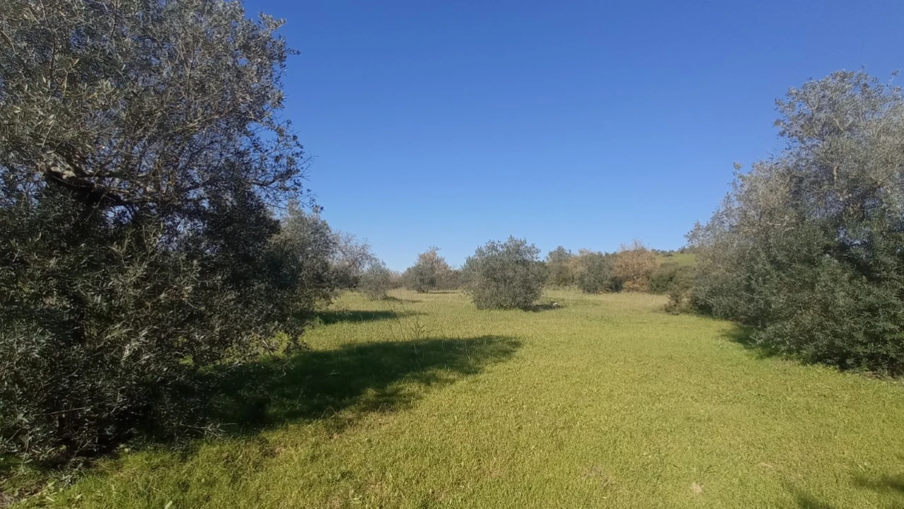 Terreno Agricola ou Rústico para Venda em Achete, Azoia de Baixo e Póvoa de Santarém Foto 4