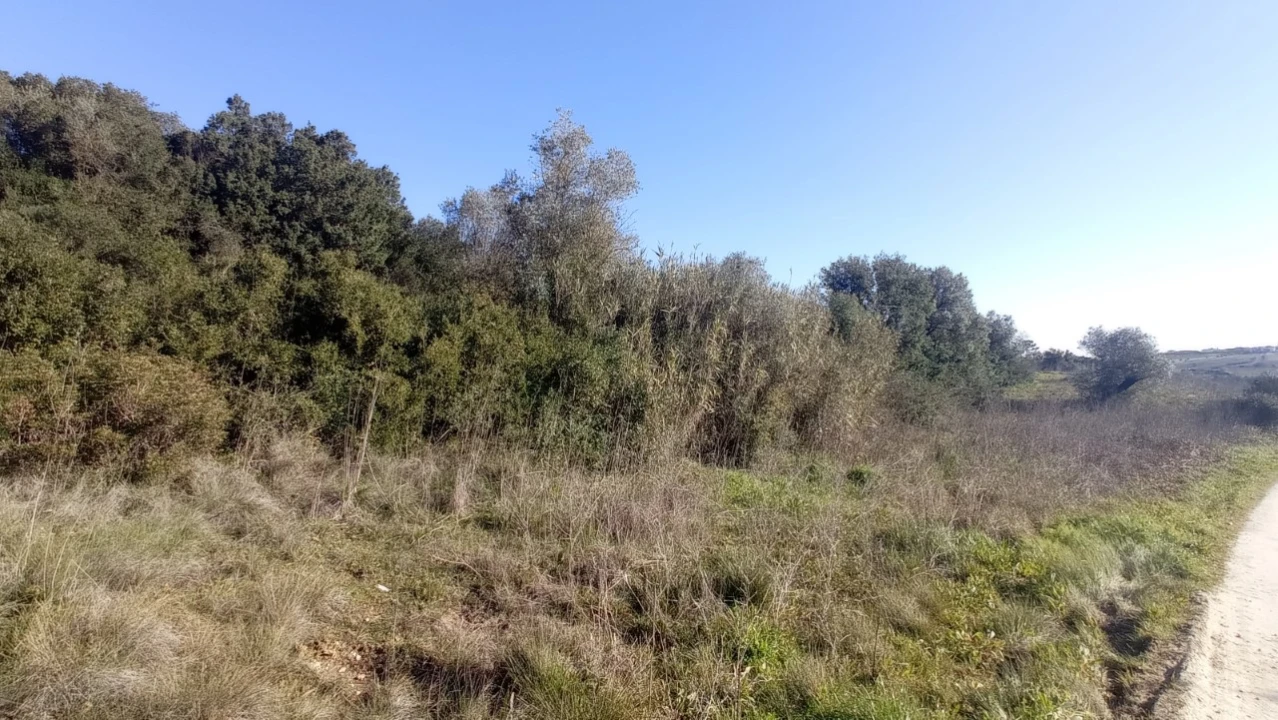 Terreno Agricola ou Rústico para Venda em Achete, Azoia de Baixo e Póvoa de Santarém Foto 6