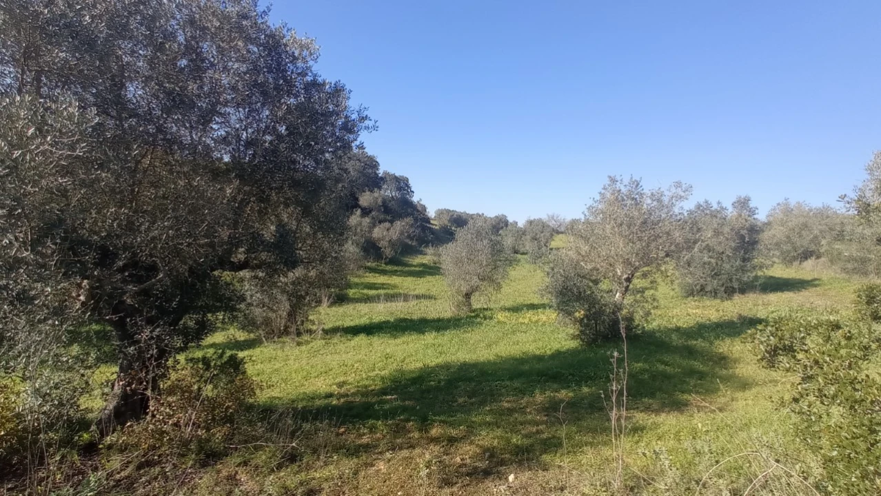 Terreno Agricola ou Rústico para Venda em Achete, Azoia de Baixo e Póvoa de Santarém Foto 7