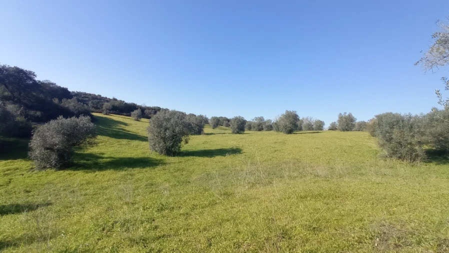 Terreno Agricola ou Rústico para Venda em Achete, Azoia de Baixo e Póvoa de Santarém