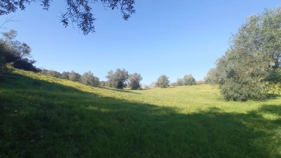 Terreno Agricola ou Rústico para Venda em Achete, Azoia de Baixo e Póvoa de Santarém Foto 3