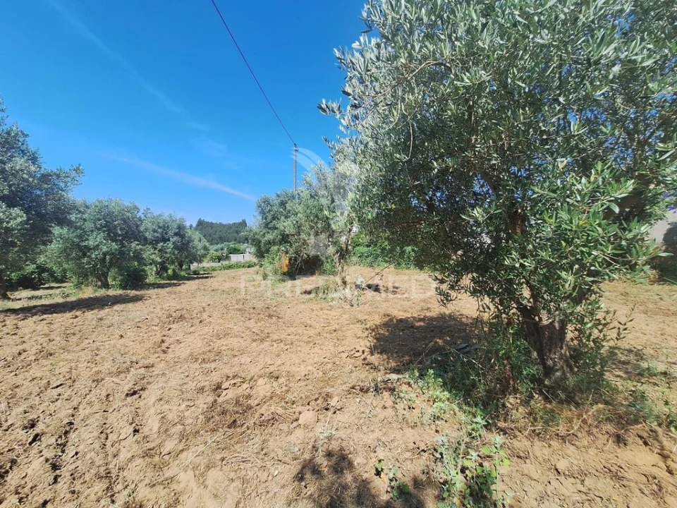 Terreno para Venda em Praia do Ribatejo Foto 5