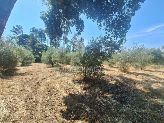 Terreno para Venda em Praia do Ribatejo Foto 19